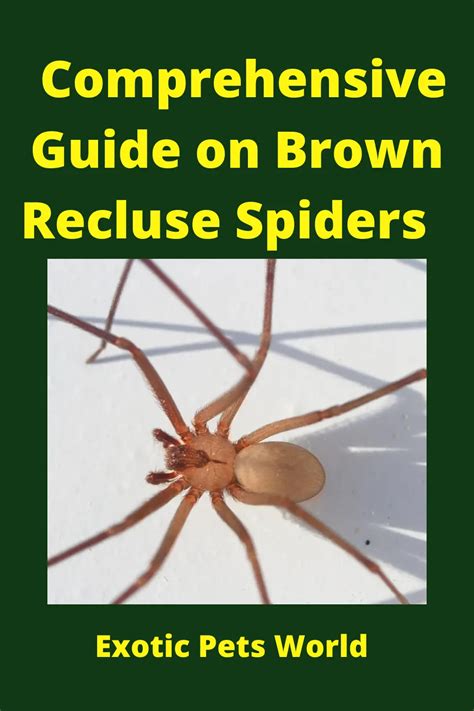Comprehensive Guide On Brown Recluse Spiders Are They Poisonous