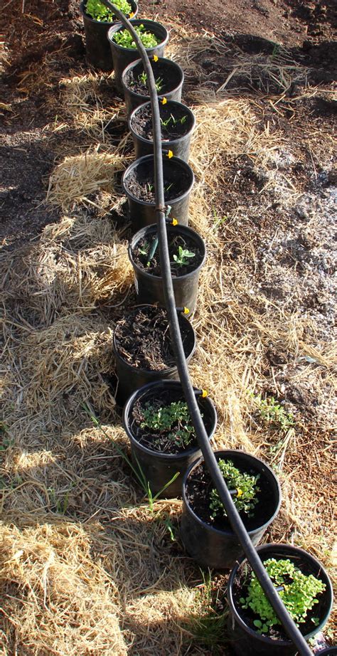 My First Garden Diy Easy And Inexpensively A Drip Irrigation System