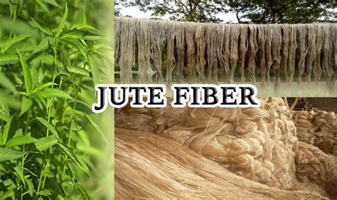 Types Classification And Chemical Composition Of Jute Fiber