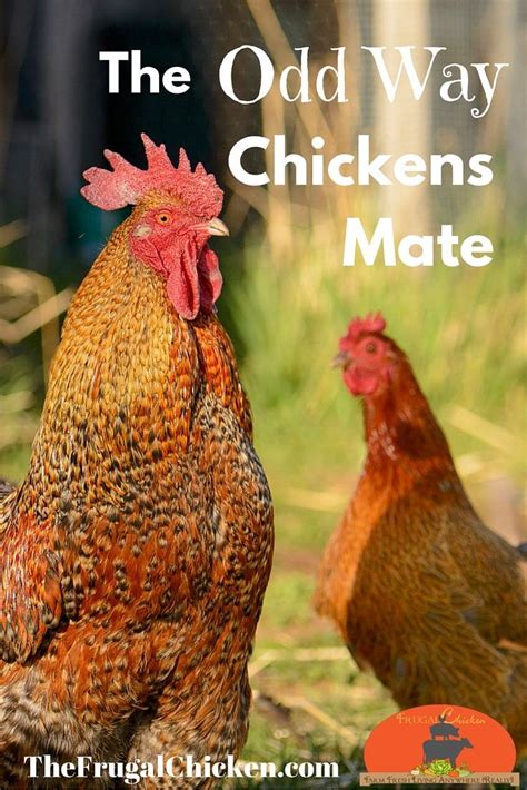 i think you ll be surprised how chickens mate but did you know it can effect the health of your
