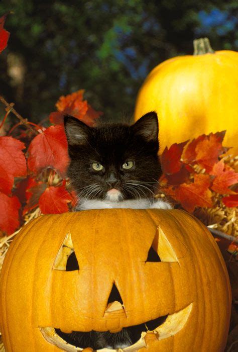 8 Absolutely Delightful Photos Of Kittens And Their Pumpkins Kittens
