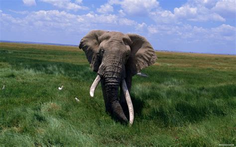 Обои на телефон Африканский Слон Слоны Животные 334168 скачать картинку бесплатно
