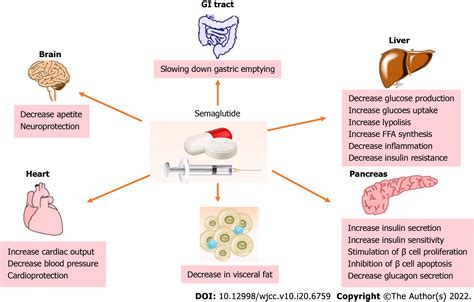 Semaglutide Mechanism Of Action Ozempic Rybelsus And Wegovy Gambaran