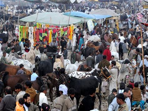 After eid ul fitr, this is the second main religious festival for muslims which is celebrated after the completion of the pilgrimage of holy kaaba in makkah. Eid Ul Adha in Pakistan Amazing Photos - Pakistani ...