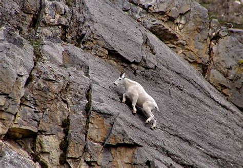 Mountain Goat Climbing Jasper Np Francesco Flickr