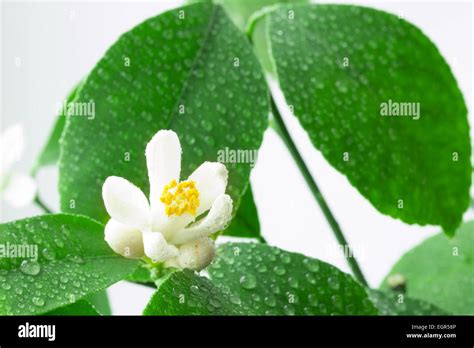 Lemon Blossoms Isolated On White Background Stock Photo Alamy