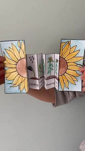 Sunflower Life Cycle Foldable By Wonder At The World Tpt Flower