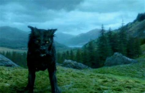 Serius With Images Sirius Black Dog Harry Potter Pictures Harry