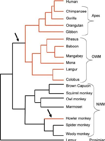 Phylogenetic Tree Definition Types Steps Methods Uses