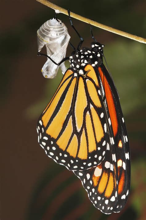 Butterfly Coming Out Of Cocoon