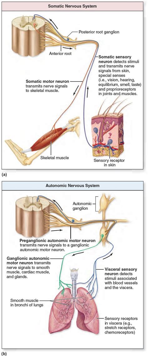Comparison Of Somatic And Autonomic Nervous Systems The Nervous System Is Functionally Organize