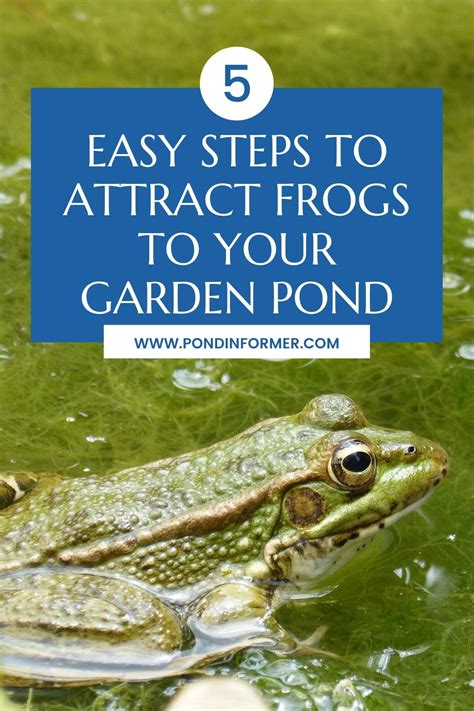 How To Attract Frogs To Your Garden Pond Ponds Backyard Small Water