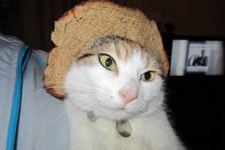 Not every cat loves bread, but most of them would not. Cat breading: Putting your cats head in bread - TNT Magazine