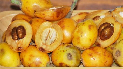New World Fruit What Are The Benefits Of Maltese Plum Kimdeyir