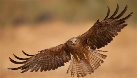 Photography Of Brown Eagle During Daytime Hd Wallpaper Wallpaper Flare