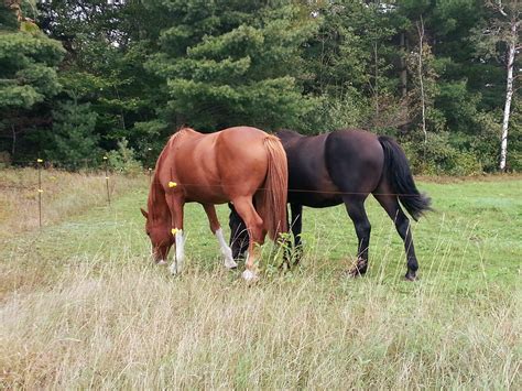 Horses Eating Grass Free Stock Photo Public Domain Pictures
