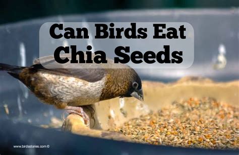 Can Birds Eat Chia Seeds A Comprehensive Guide