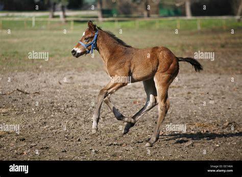 Wonderful Young Purebred Foal Galloping Alone In Pasture Baby Horse
