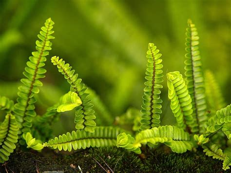 Moss And Ferns Plants Pinterest