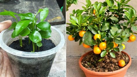 How To Grow Mandarin Tree From Seeds Fast And Easy Way Youtube