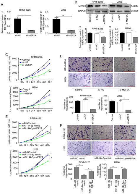 mir‑144‑3p inhibits the proliferation migration and angiogenesis of multiple myeloma cells by