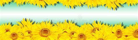 Sunflower Banner Svg