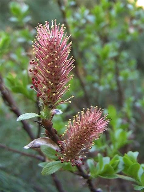 19 Best Pink Red Catkin Salix Images On Pinterest Landscaping Ideas