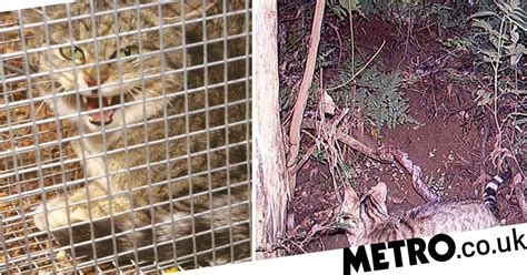 Australia Lacing Sausages With Poison To Kill Two Million Cats Metro News