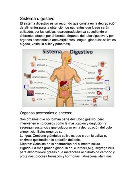 Sistema digestivo Órganos accesorios o anexos Son órganos que no forman parte del tubo