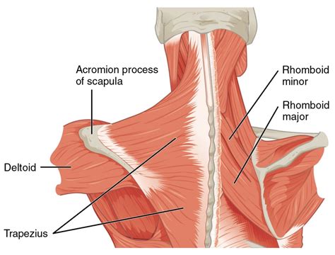 Shoulder Muscles Posterior