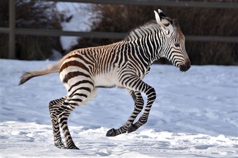 Baby Zebra Playing In The Snow In Canada Is Melting Hearts Across The