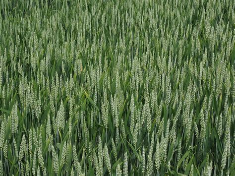 Hd Wallpaper Wheat Field Wheat Spike Cornfield Cereals Summer
