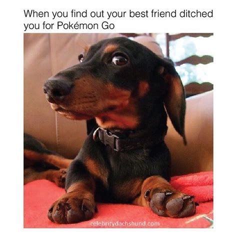 Funny Wiener Dog Memes Funny Memes