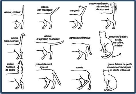 Apprenez à Mieux Communiquer Avec Les Chats En Décodant Tous Leurs