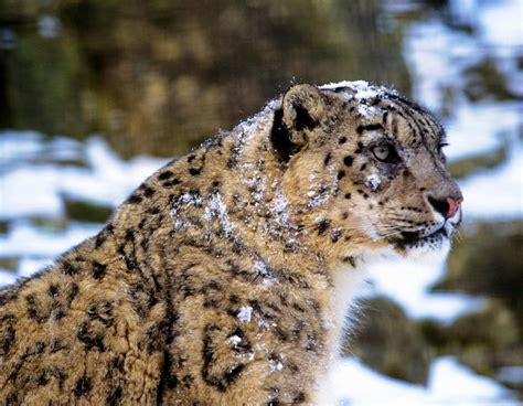 Snow Leopards Wwf