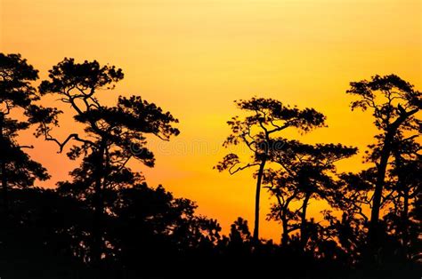 Pine Silhouette And Sunset At Phu Kradueng National Park Stock Image