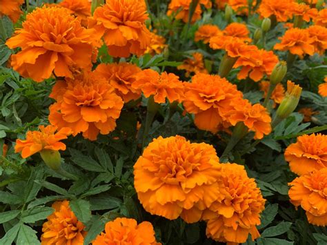 Marigolds Janie Orange Bloom Masters