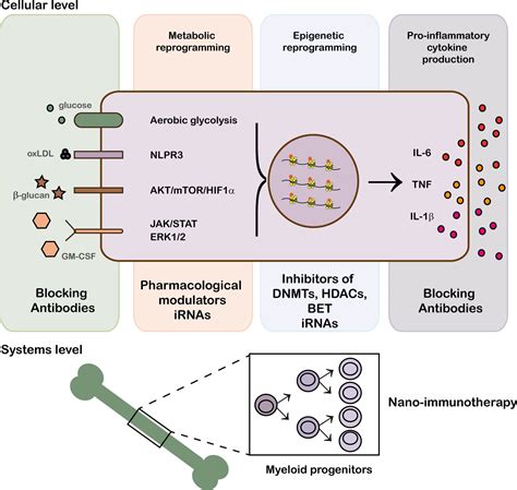 Frontiers Therapies Targeting Trained Immune Cells In Inflammatory