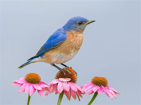 A Bluebird Lands On Some Flowers Smithsonian Photo Contest