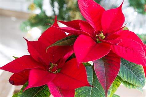 14 Best Christmas Plants And Flowers For The Holiday Season