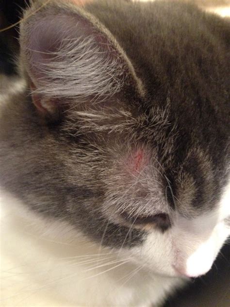 Strange Rash On Cat Thecatsite