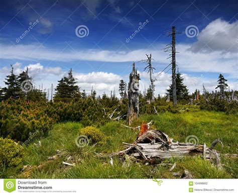 Giant Mountains Krkonose Woods Meadow Stock Photo Image Of Spring