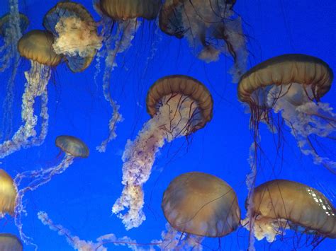 Monterey Bay Aquarium A Guide To Exhibits Shows And All You Need To