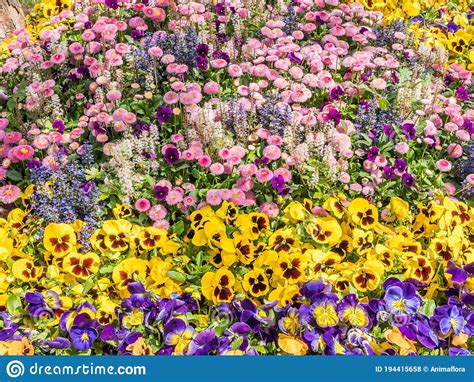Colorful Flower Carpet In Spring Stock Photo Image Of Beauty Spring