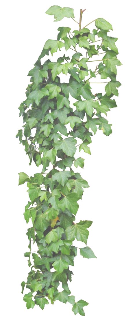 Green Leaves Ivy Hanging Png Transparent Image Png Mart
