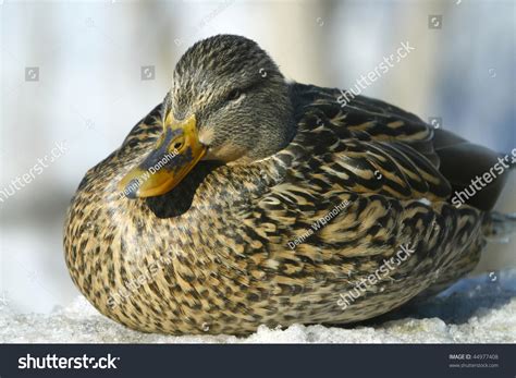 Female Mallard Duck Sleeping On Snow Stock Photo 44977408 Shutterstock