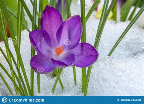 A Purple Crocus Flower In The Snow Stock Photo Image Of Garden