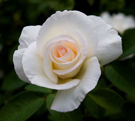 Honor | Hybrid tea roses, Blooming rose, Rose