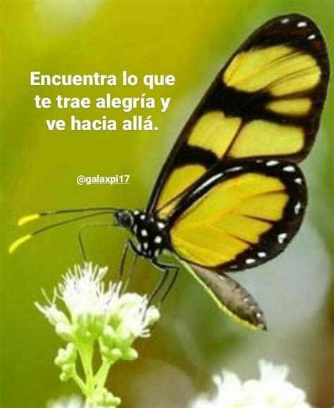 Las Mejores Frases Para Fotos De Mariposas Beman