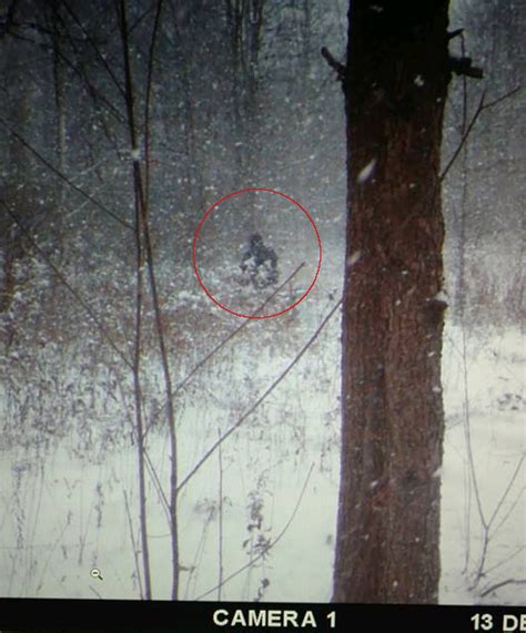 Did A Trail Camera Catch A Picture Of Bigfoot ~ The Crypto Crew